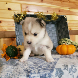 Pomsky Puppy Bear