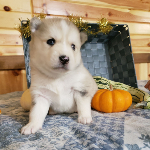 Pomsky Puppy Bear