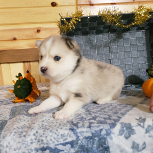 Pomsky Puppy Bear