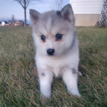 Pomsky Puppy Bear
