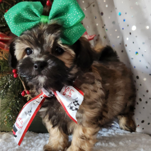 Maltipoo Puppy Sophie