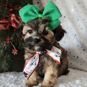 Maltipoo Puppy Sophie