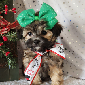 Maltipoo Puppy Sophie