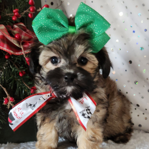 Maltipoo Puppy Sophie