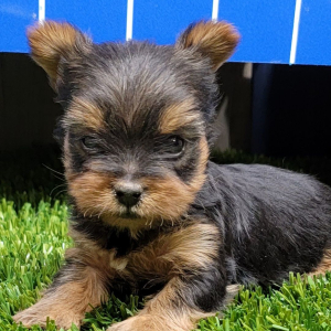 Yorkshire Terrier Puppy Skittles