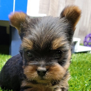 Yorkshire Terrier Puppy Skittles