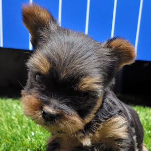 Yorkshire Terrier Puppy Skittles