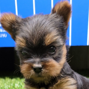 Yorkshire Terrier Puppy Skittles