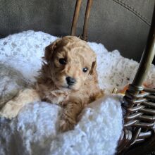 Poodle Puppy Mahlon