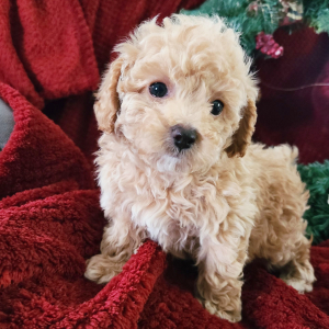 Poodle Puppy Mahlon