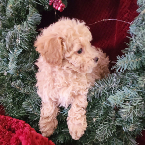 Poodle Puppy Mahlon