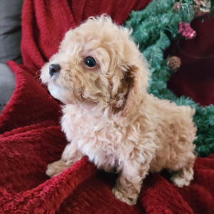Poodle Puppy Mahlon