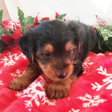Yorkshire Terrier Puppy Buddy