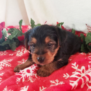 Yorkshire Terrier Puppy Buddy