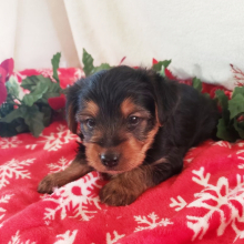 Yorkshire Terrier Puppy Buddy