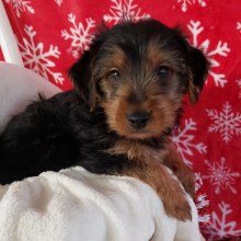 Yorkshire Terrier Puppy Buddy