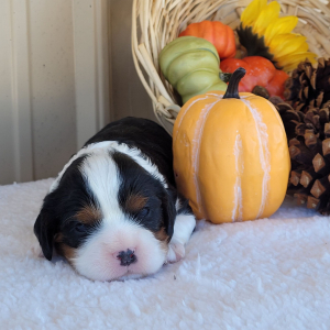 Cavalier King Charles Spaniel Puppy Yasmine