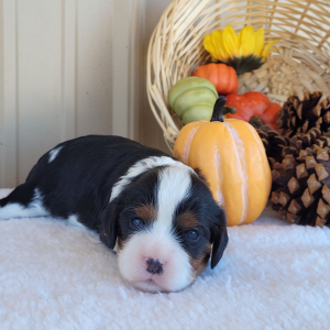 Cavalier King Charles Spaniel Puppy Yasmine