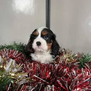 Cavalier King Charles Spaniel Puppy Yasmine