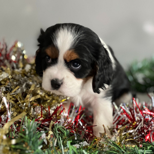Cavalier King Charles Spaniel Puppy Yasmine