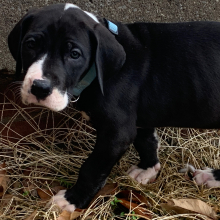Great Dane Puppy Queen Sheba
