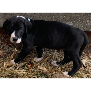 Great Dane Puppy Queen Sheba