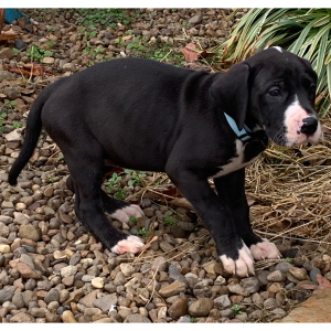 Great Dane Puppy Queen Sheba
