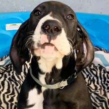 Great Dane Puppy Queen Sheba