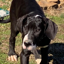 Great Dane Puppy Queen Sheba