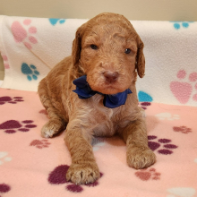 Goldendoodle Puppy Haney