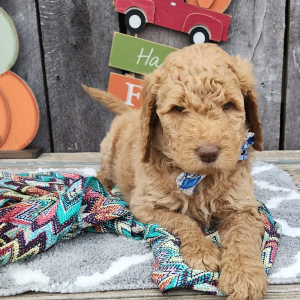 Goldendoodle Puppy Haney