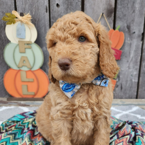 Goldendoodle Puppy Haney