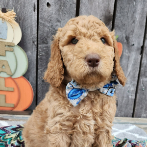 Goldendoodle Puppy Haney