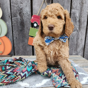 Goldendoodle Puppy Haney