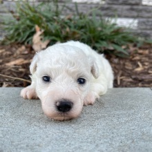 Bichon Frise Puppy Priscilla