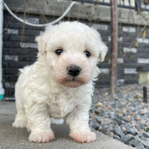 Bichon Frise Puppy Priscilla