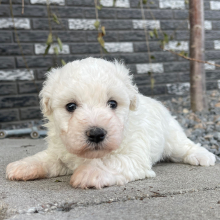 Bichon Frise Puppy Priscilla