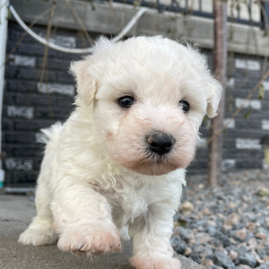 Bichon Frise Puppy Priscilla