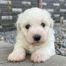 Bichon Frise Puppy Priscilla