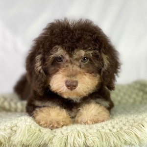 Poodle Puppy Diego