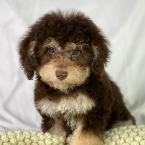 Poodle Puppy Diego