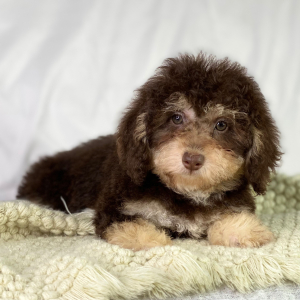 Poodle Puppy Diego