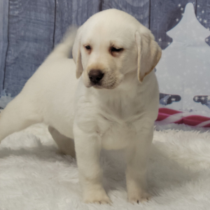 Labrador Retriever Puppy Winter