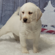 Labrador Retriever Puppy Winter