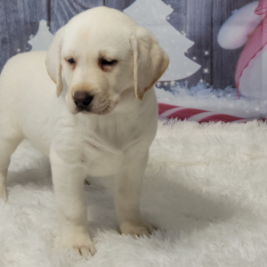 Labrador Retriever Puppy Winter