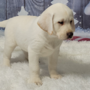 Labrador Retriever Puppy Winter
