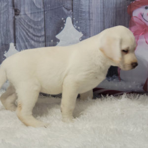 Labrador Retriever Puppy Winter