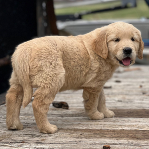 Golden Retriever Puppy Laken