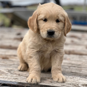 Golden Retriever Puppy Laken