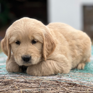 Golden Retriever Puppy Laken